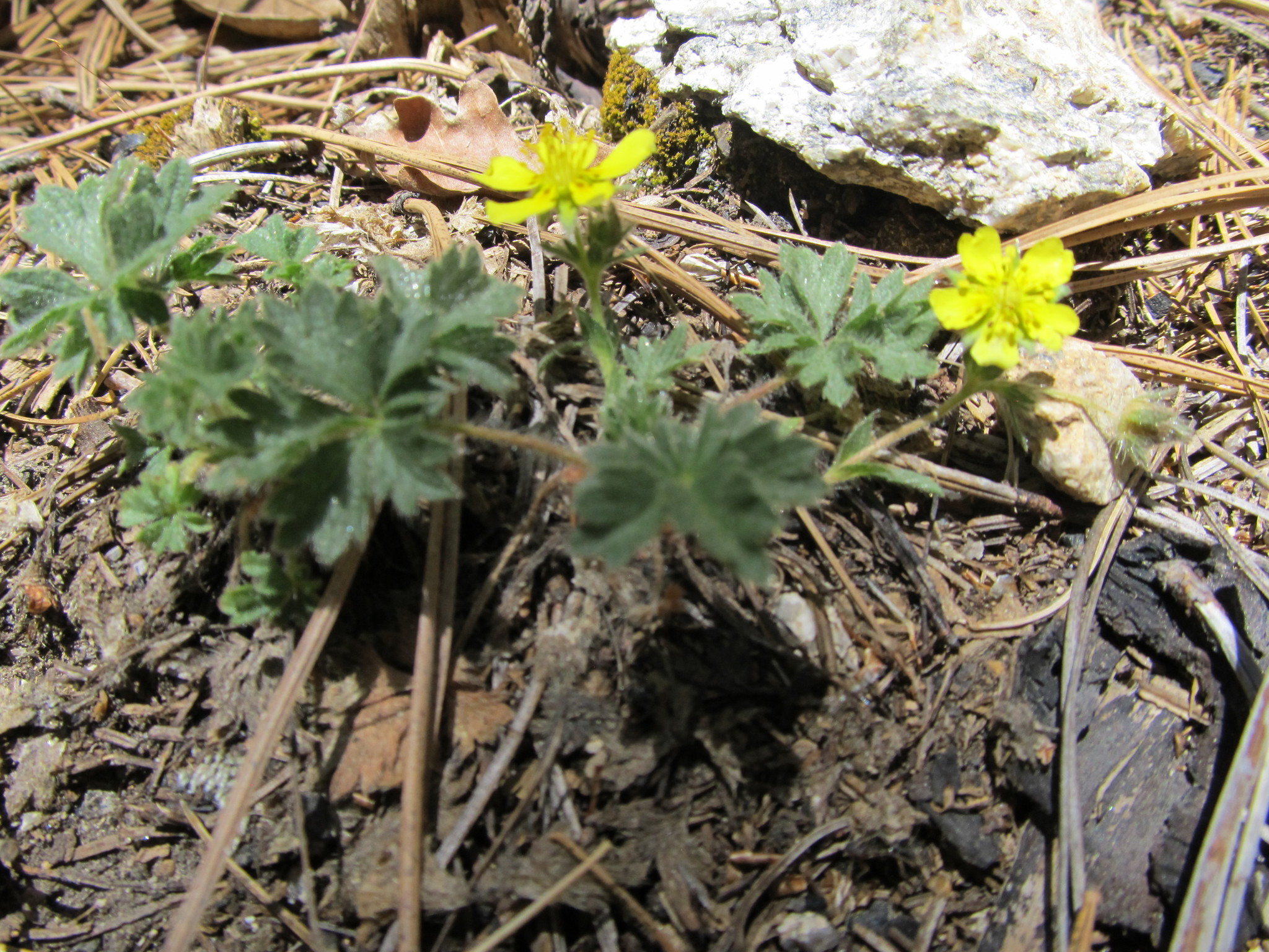 Potentilla subviscosa
