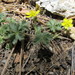 Navajo Cinquefoil - Photo (c) Lauren, some rights reserved (CC BY-NC), uploaded by Lauren