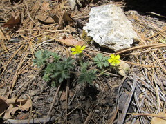 Potentilla subviscosa
