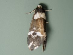 Thallarcha phalarota