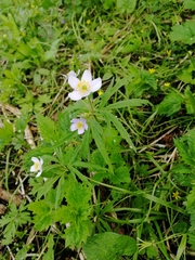 Anemonoides caerulea