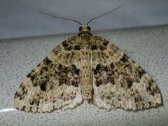 Austrocidaria erasta