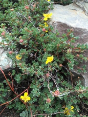 Dasiphora dryadanthoides