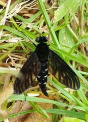 Chrysopilus connexus