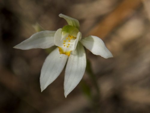 Caladenia aurantiaca (R.S.Rogers) Rupp
