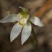 Caladenia aurantiaca - Photo (c) David Akers, osa oikeuksista pidätetään (CC BY-NC-SA), lähettänyt David Akers