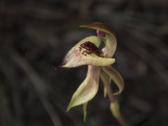 Caladenia tessellata
