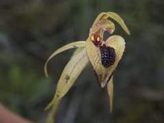 Caladenia tessellata