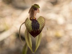 Caladenia tessellata