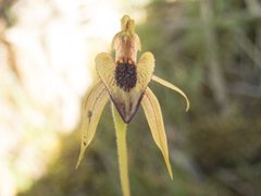 Caladenia tessellata