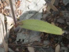 Caladenia tessellata