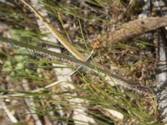 Caladenia tessellata