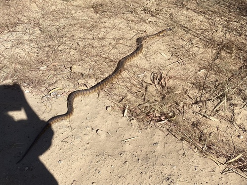 Black-headed Python sighting