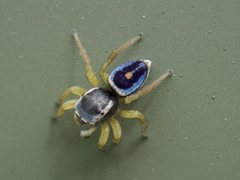 Maratus hesperus