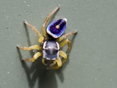 Maratus hesperus