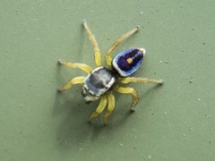 Maratus hesperus