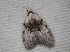Nola delograpta