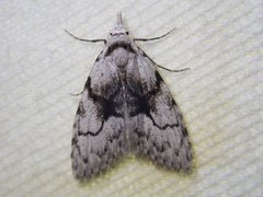 Nola delograpta