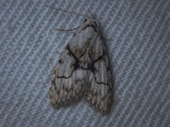 Nola delograpta
