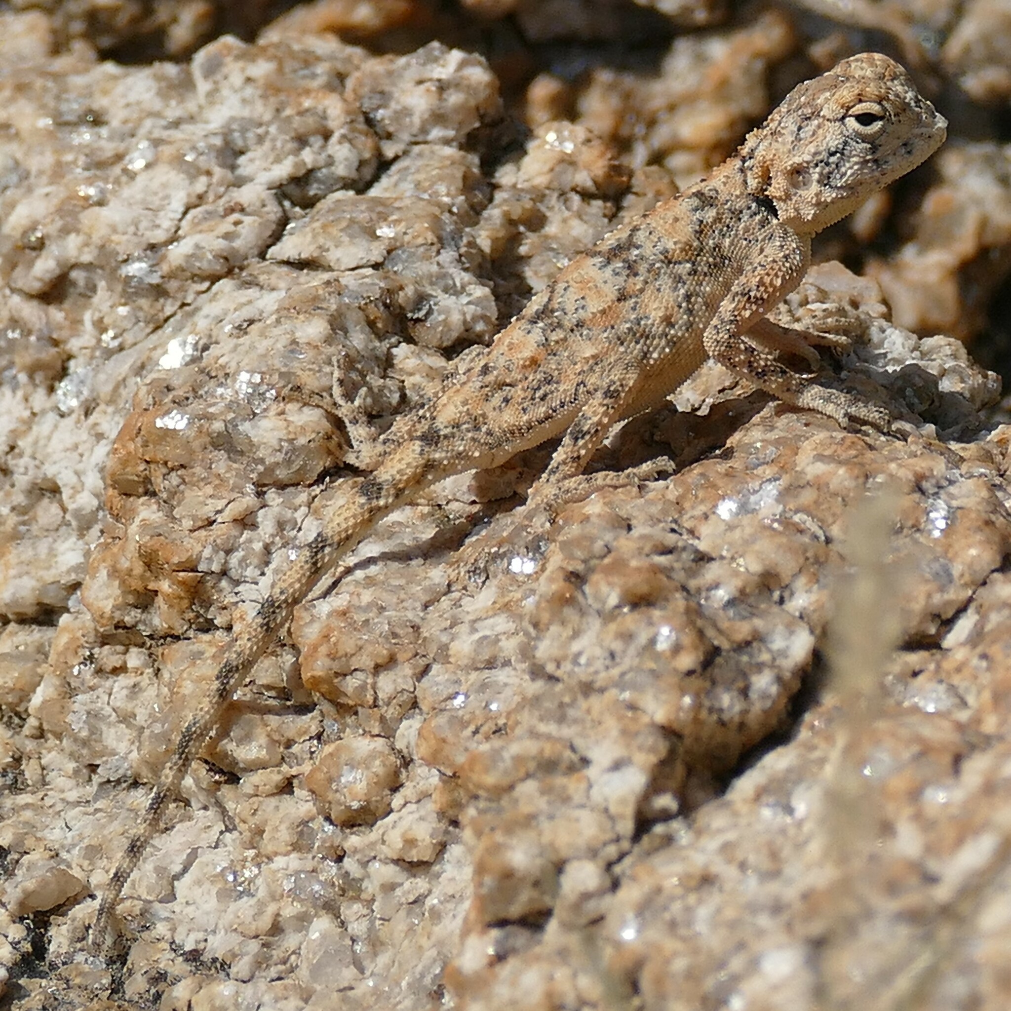 Agama anchietae Bocage, 1896