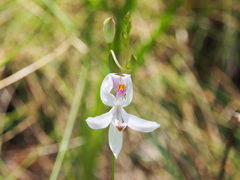 Calopogon pallidus