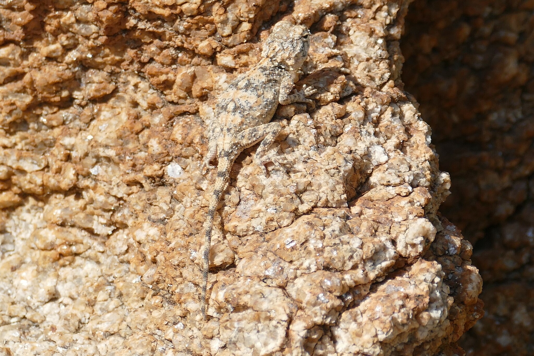 Agama anchietae Bocage, 1896