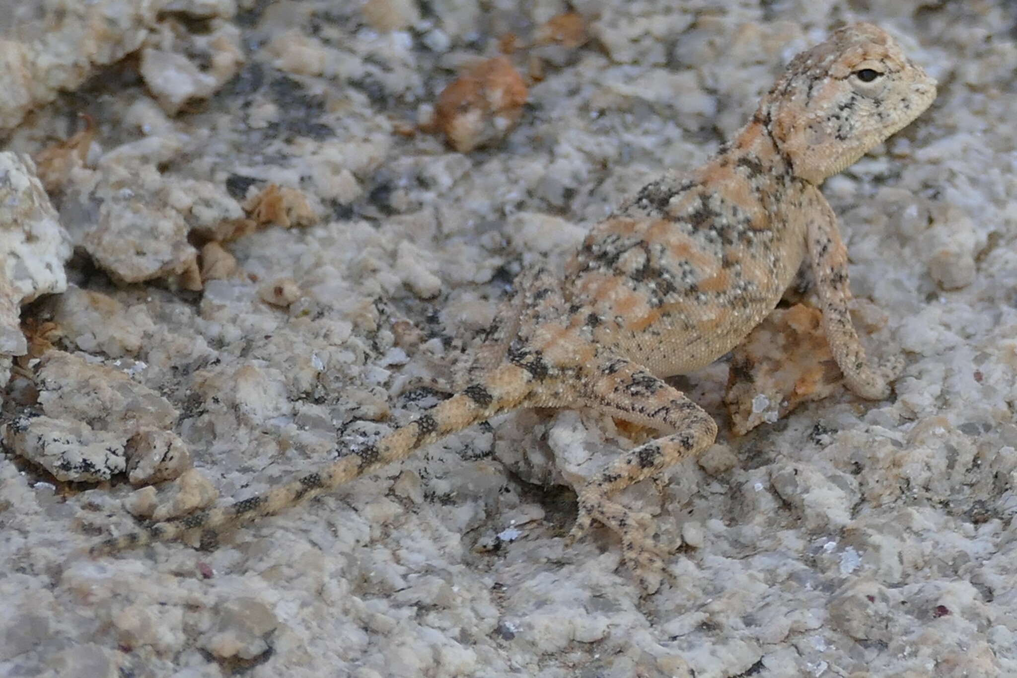 Agama anchietae Bocage, 1896