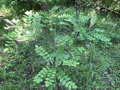 Amorpha ouachitensis