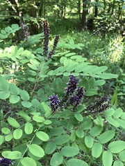 Amorpha ouachitensis