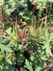 Geranium bicknellii