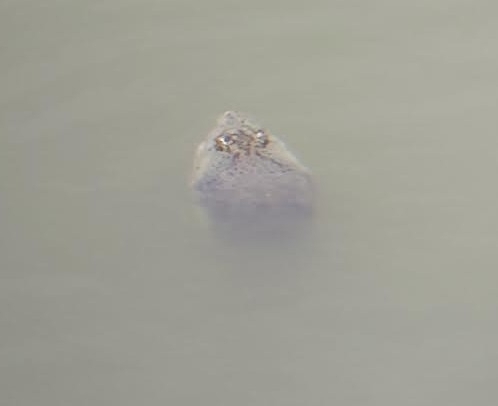 Ganges Soft-shelled Turtle, Nilssonia gangetica