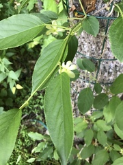 Actinidia
