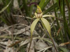 Caladenia orientalis