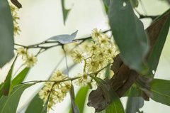 Acacia obliquinervia