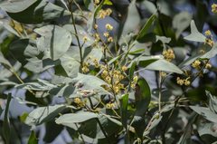 Acacia obliquinervia