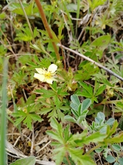 Potentilla flagellaris