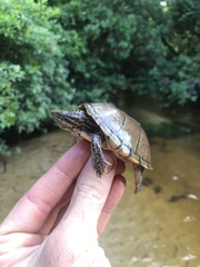 Sternotherus peltifer