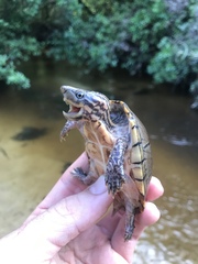 Sternotherus peltifer