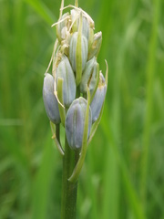 Camassia scilloides