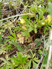 Potentilla flagellaris