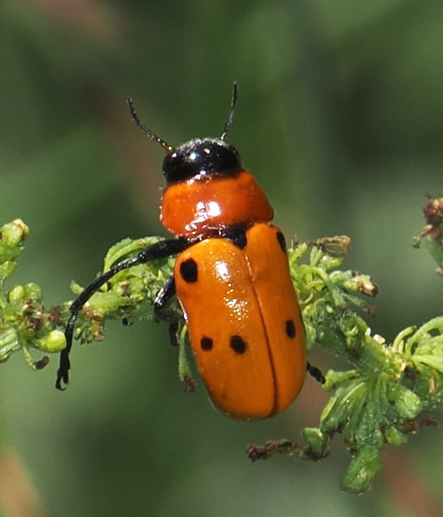 Tituboea sexmaculata