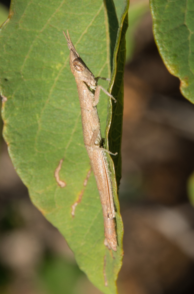 Geckomima gecko