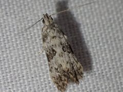 Hypatima