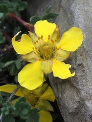 Dasiphora dryadanthoides