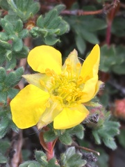 Dasiphora dryadanthoides