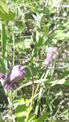Clematis pitcheri