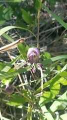 Clematis pitcheri