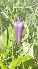 Clematis pitcheri
