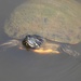 Alabama Red-bellied Cooter - Photo (c) Grover J. Brown, some rights reserved (CC BY-NC), uploaded by Grover J. Brown