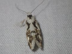 Machetis aphrobola